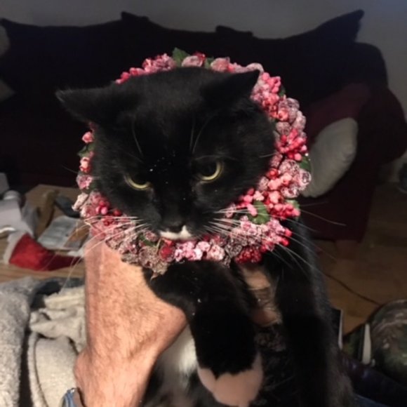 Meet your Posher, Bunny - Picture 4 of 7